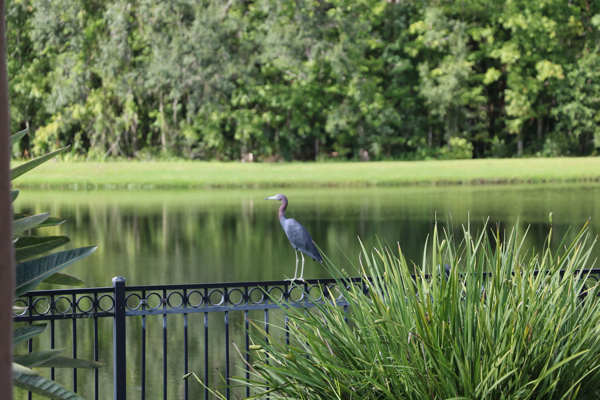 Abundant wildlife